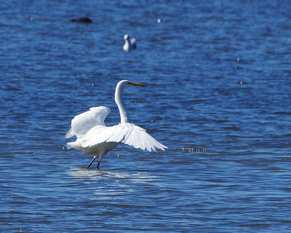 Great Egret Tillamook Bay