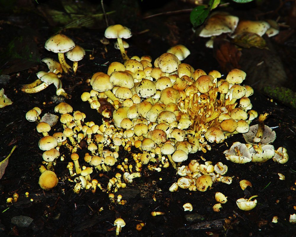 Tillamook Coast Clumping mushroom 