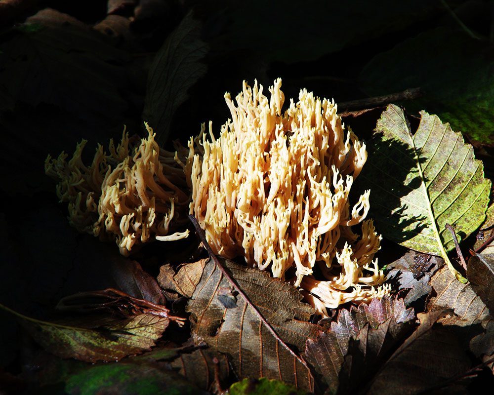 Coral mushrooms