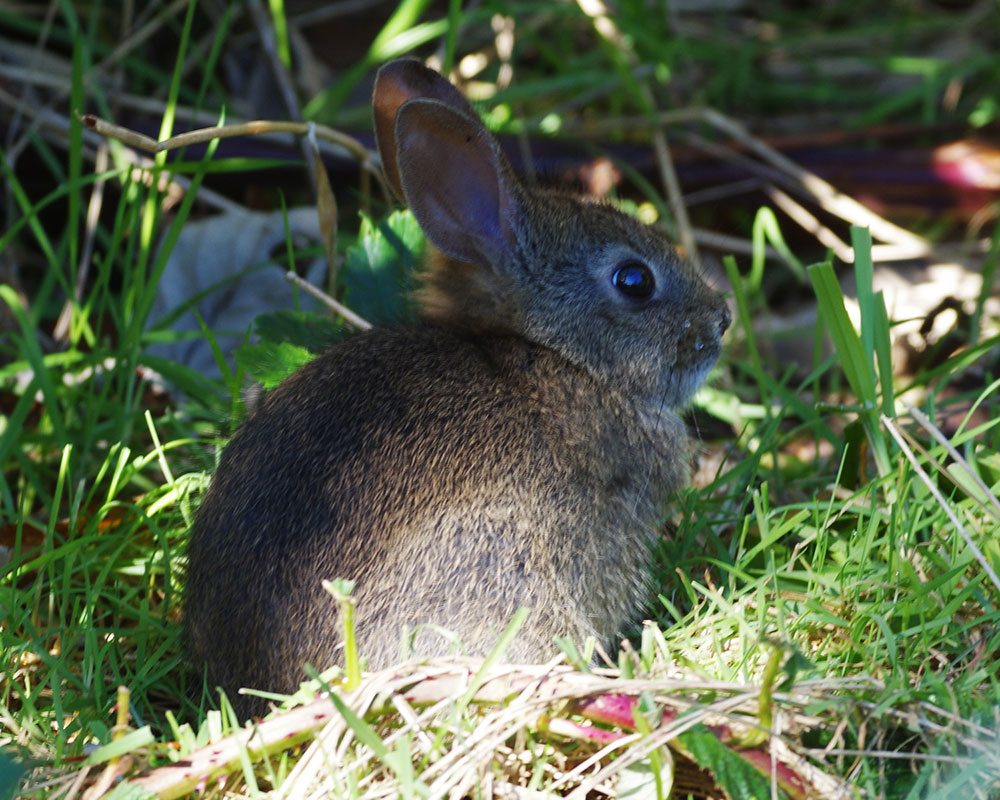 Kilchis Point cottontail