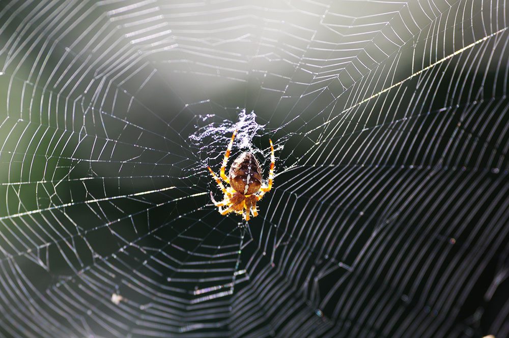 Orbweaver Spider Kilchis Point