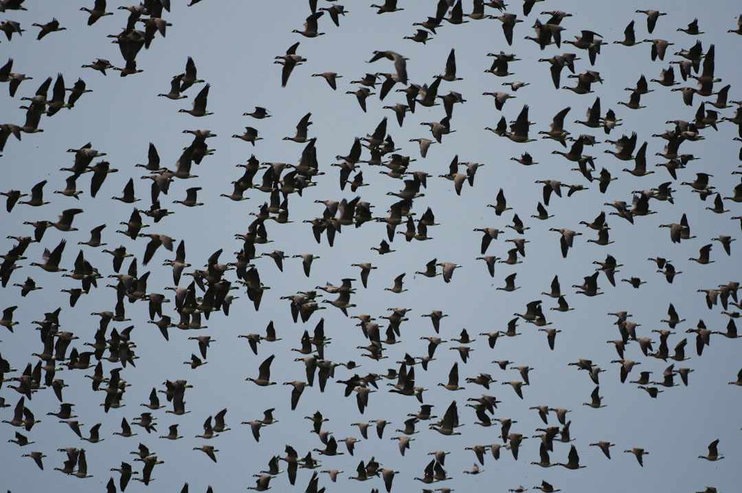 Aleutian Cackling Geese