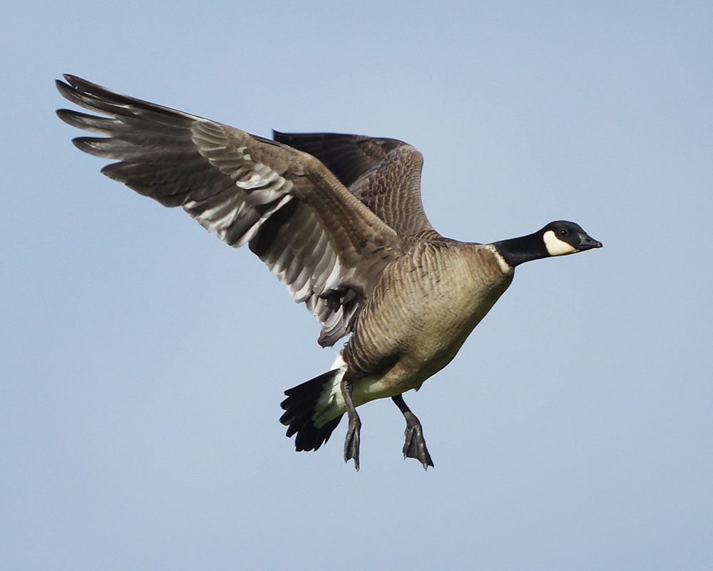 Cackling Goose Identification, All About Birds, Cornell Lab of Ornithology