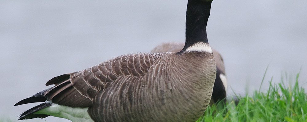 Snow Geese  U.S. Fish & Wildlife Service