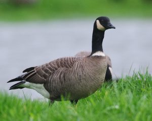 Cackling Goose