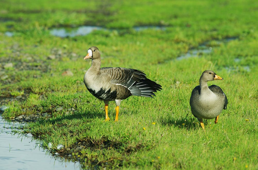 Greater White-fronted Geese