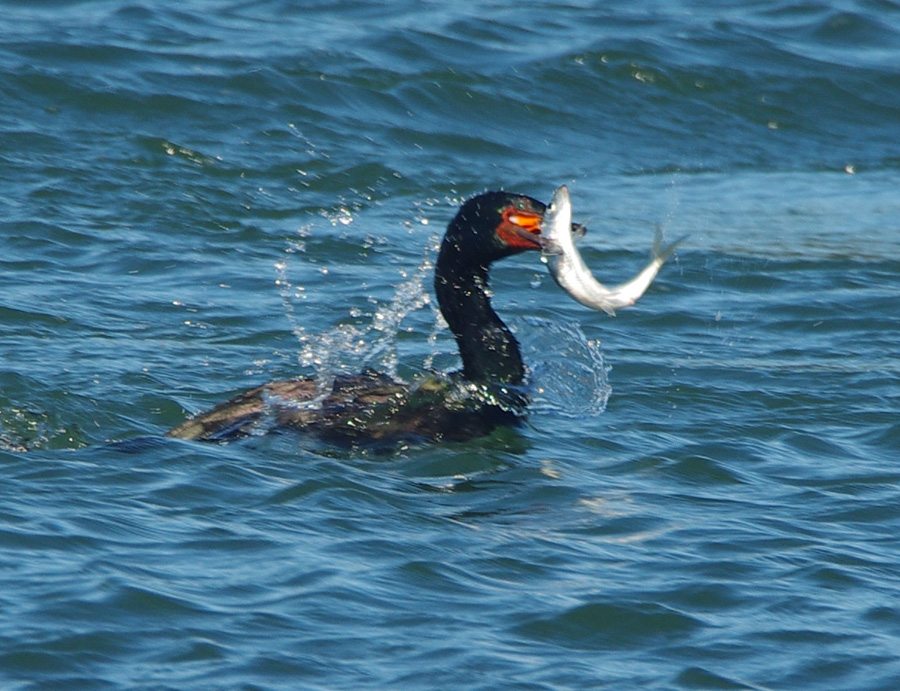 Oregon Tillamook Coast Pelagic Cormorant