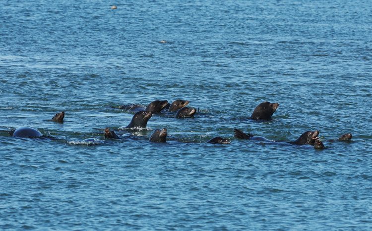 Sea Lions Oregon Coast