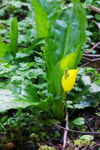 Skunk Cabbage