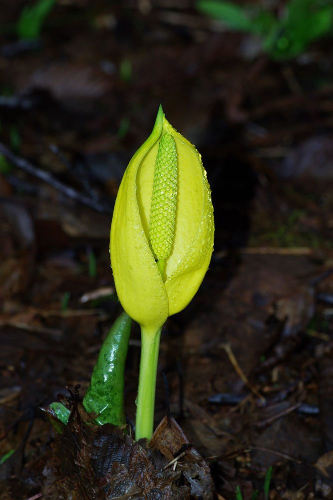 Skunk Cabbage Tillamook County