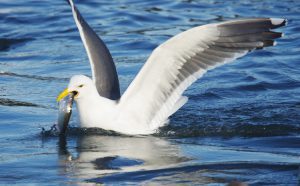 Western Gull Tillamook Coast