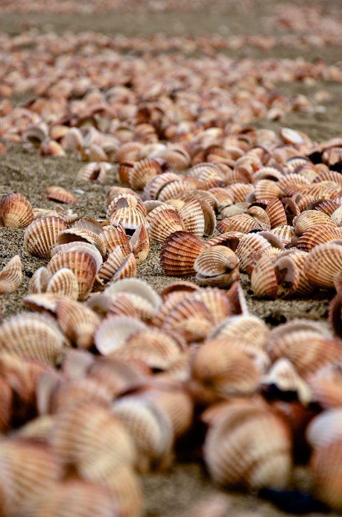 Cockles Tillamook Bay