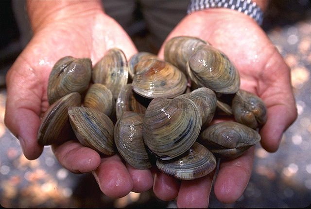 Littleneck clams