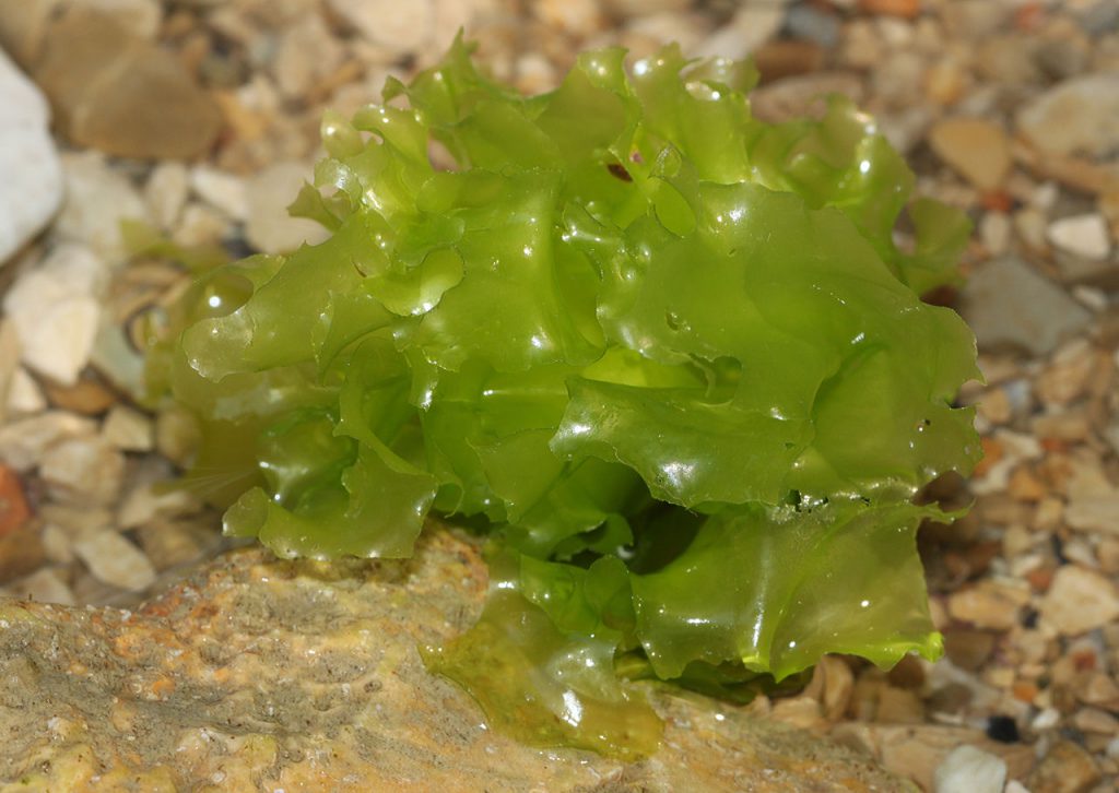 Sea lettuce Tillamook Bay
