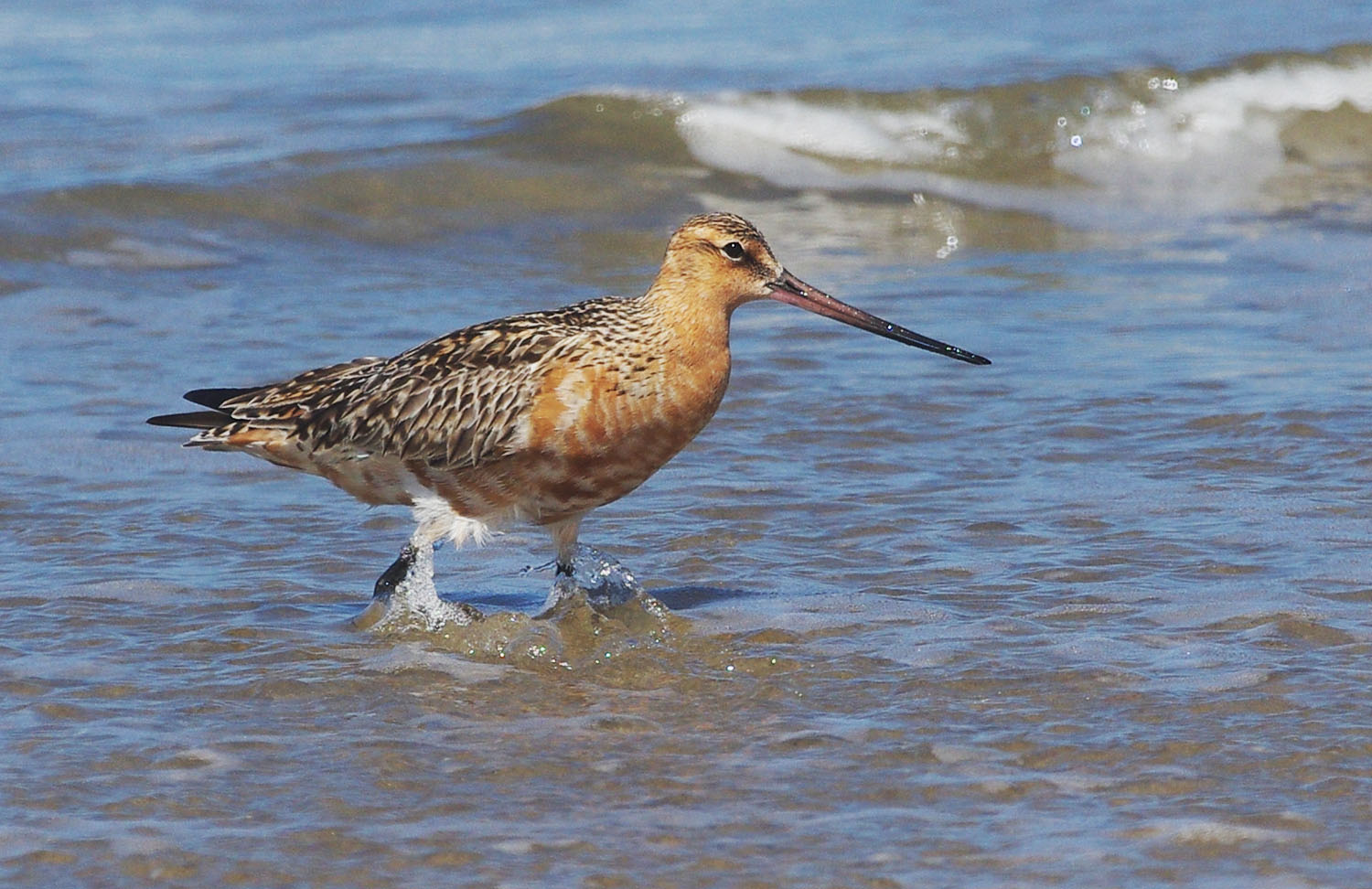 Bird walking in the water