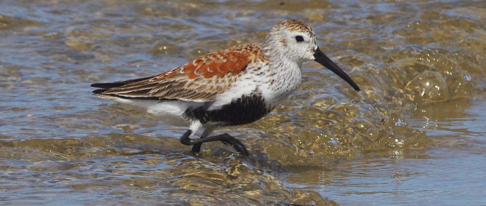 Small brown bird with white stomach and black beak
