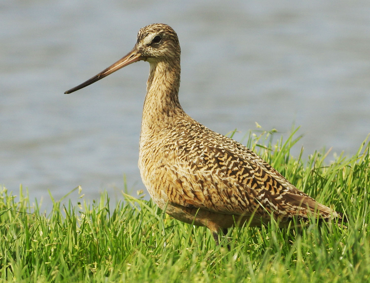Bird with long beak, standing in the grass