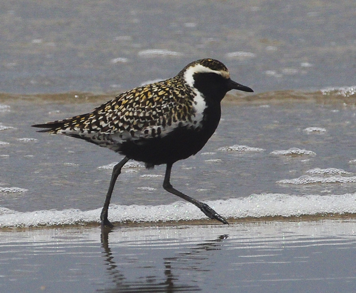 Pacific Golden Plover: speckled bird with white stripe and black belly wades in water