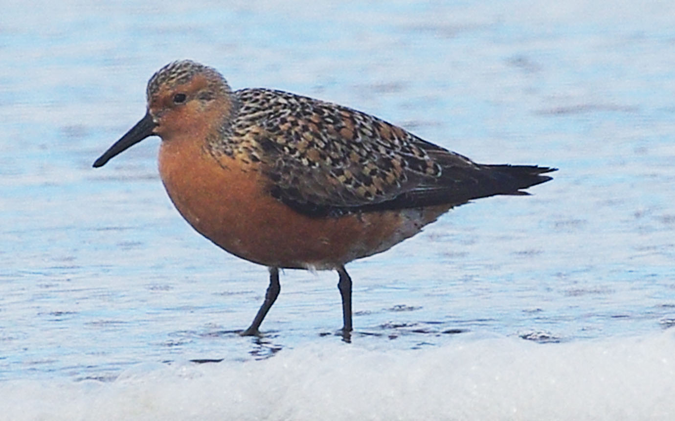 Red Knot bird wading in the Pacific
