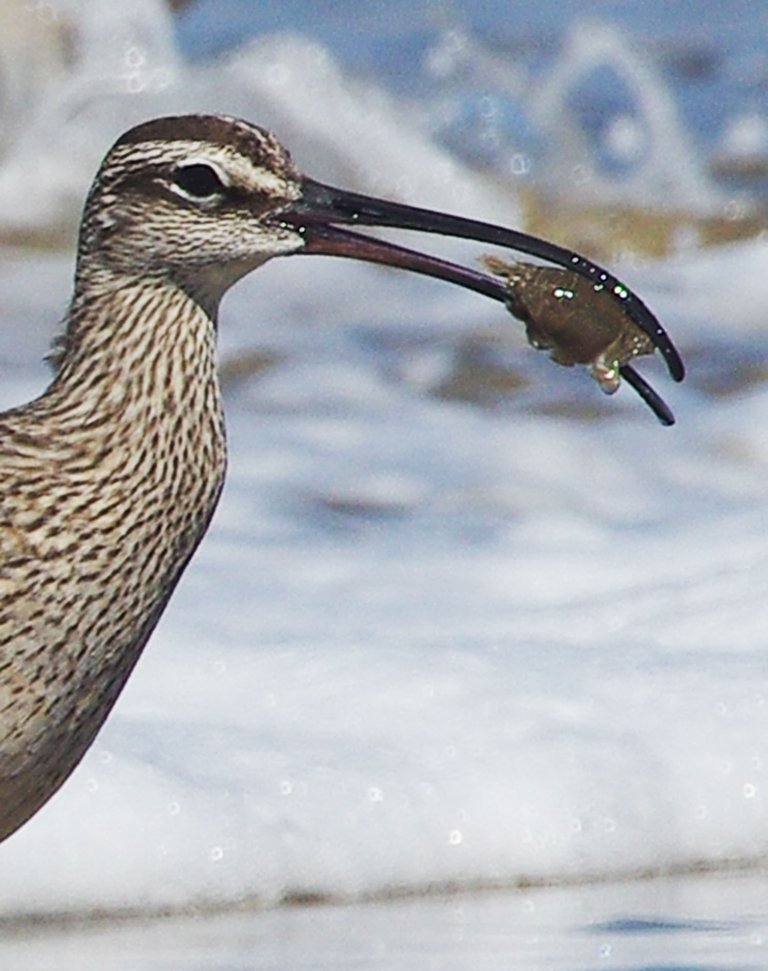 Long-billed bird holds a crab in its beak
