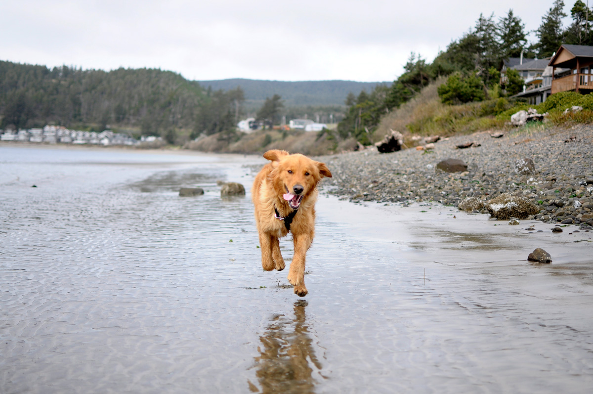 Dog on Oregon beach