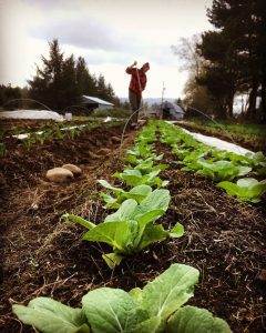 Moon River Farm Nehalem
