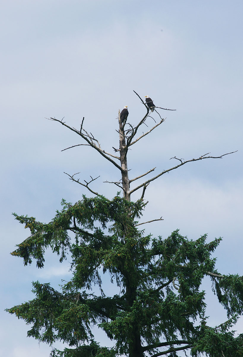 Bald Eagles Tillamook County