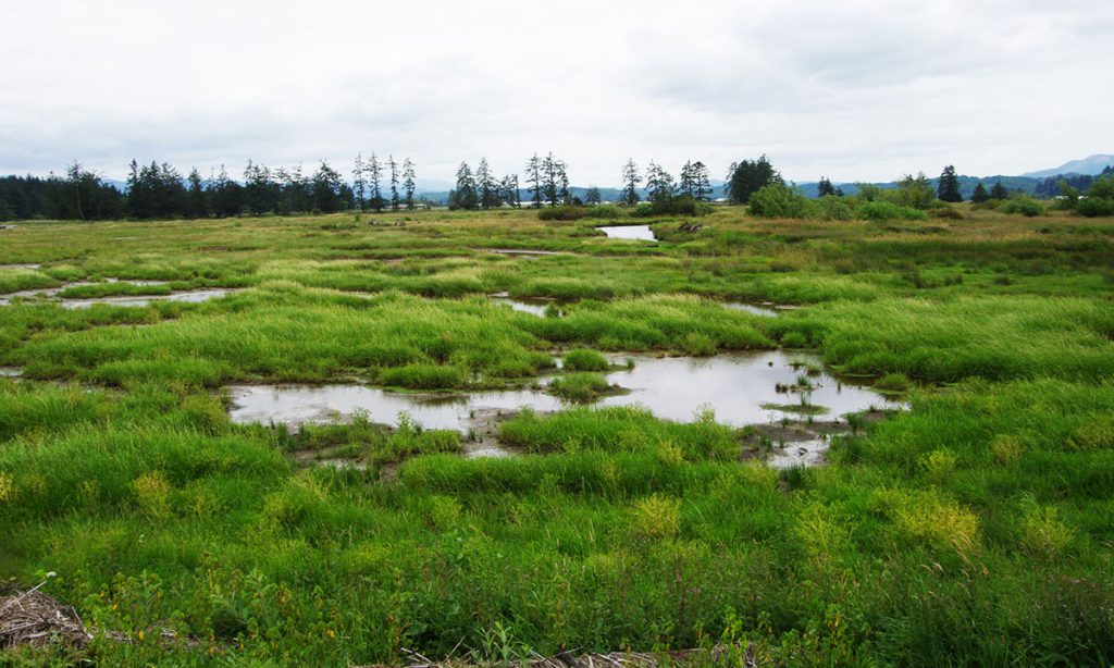 Marsh in the Southern Flow Corridor.