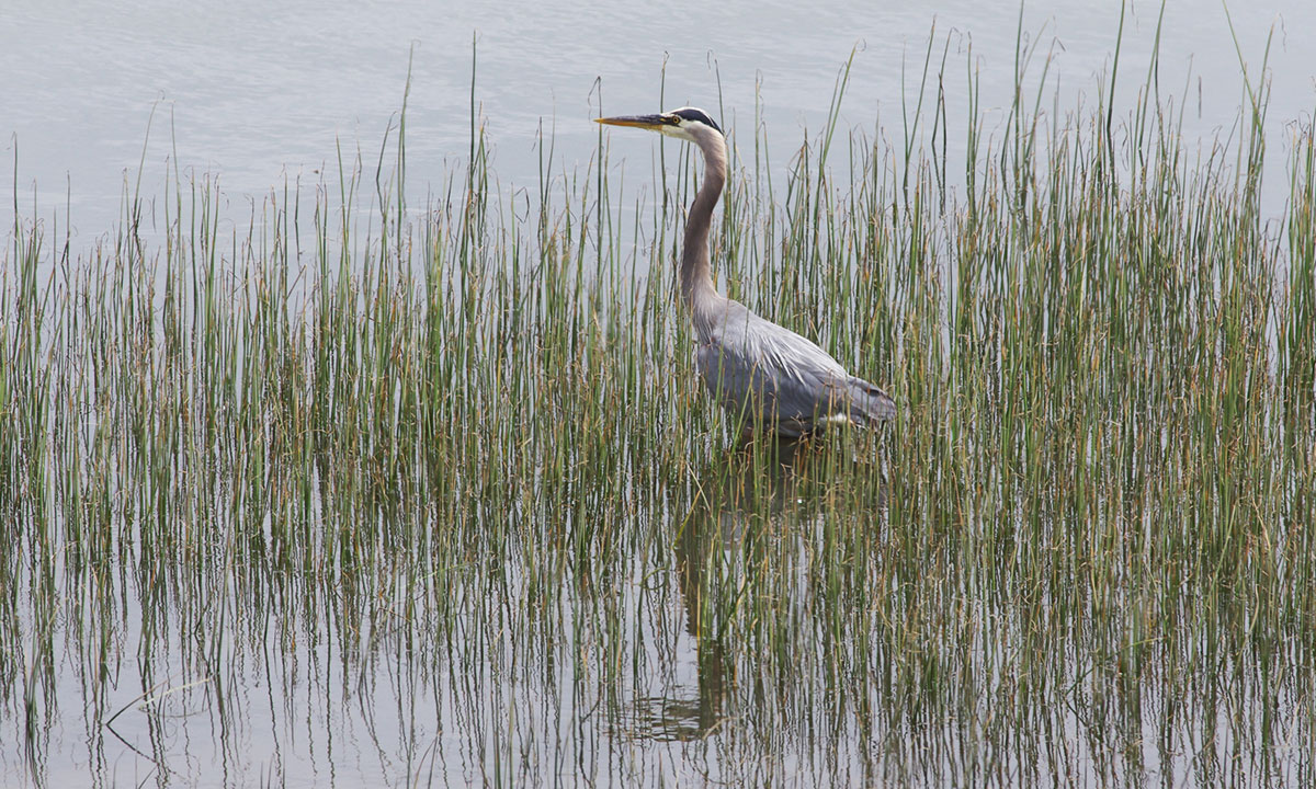 Great Blue Heron in Tillamook Bay