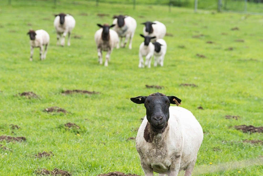 Spring lambs Pitch & Plow Farms