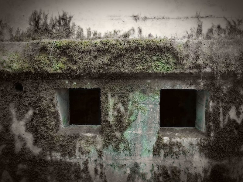 Concrete shelter overgrown with moss