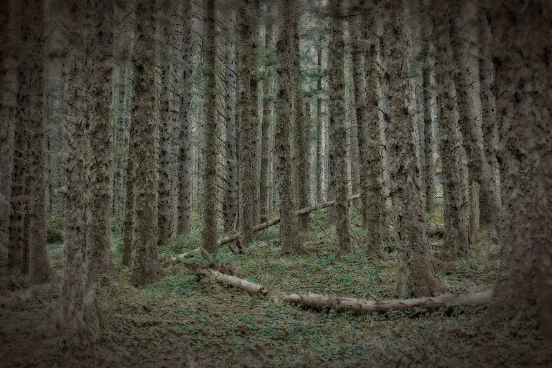 Forest undergrowth near Tillamook, Oregon.