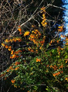 Barberry0366