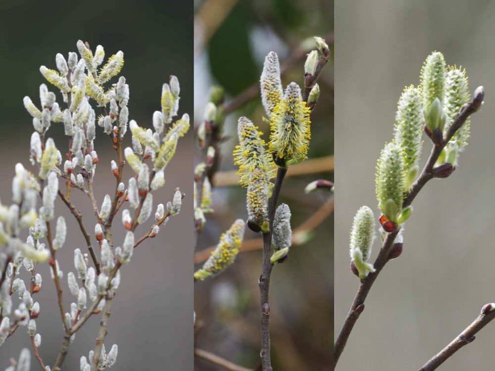 Willowflowers