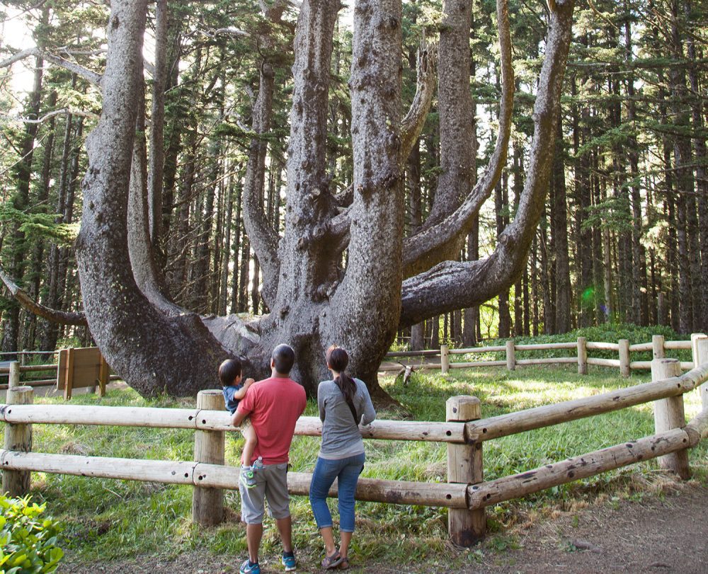 Octopus Tree