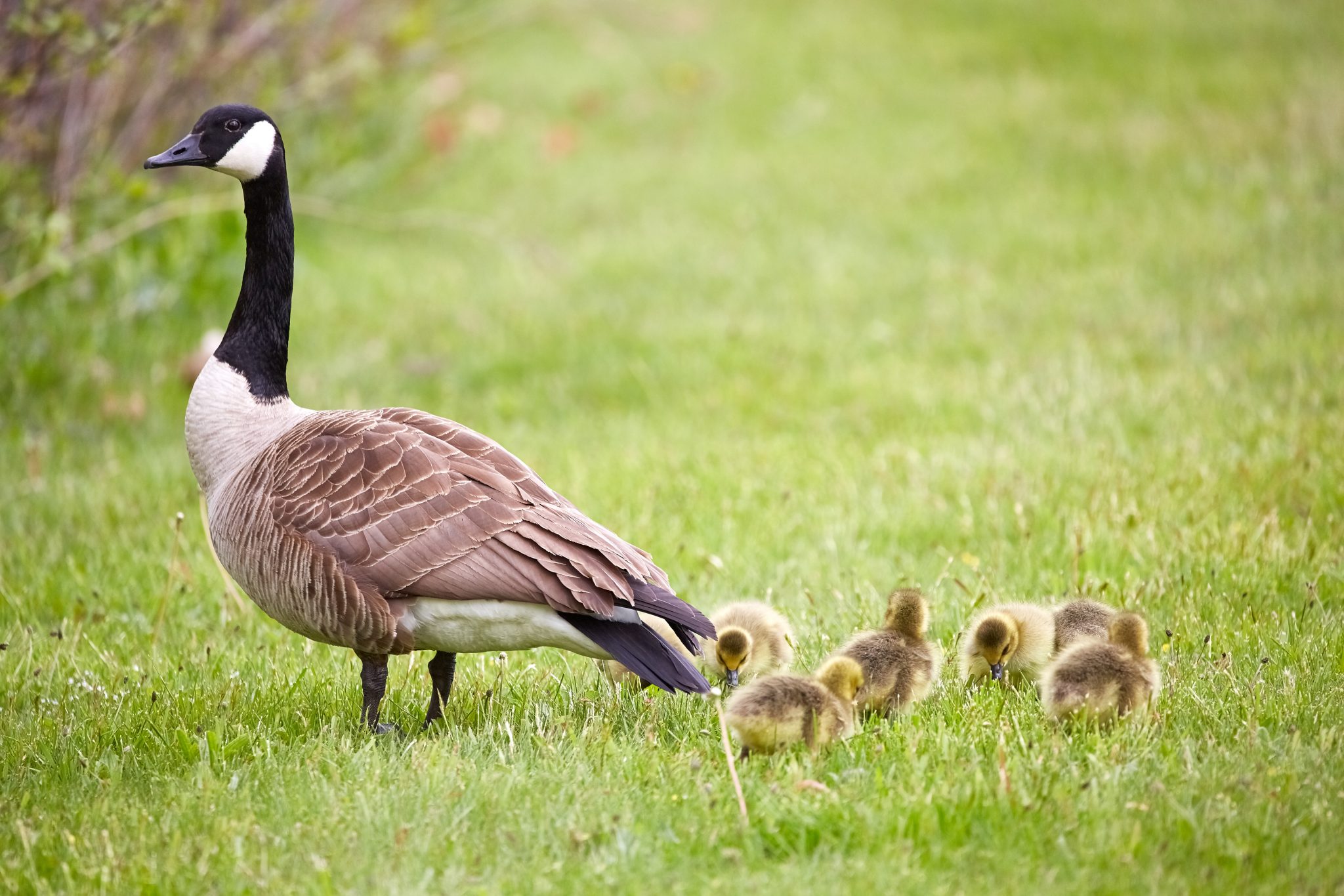 Geese by Mathew Schwartz via Unsplash