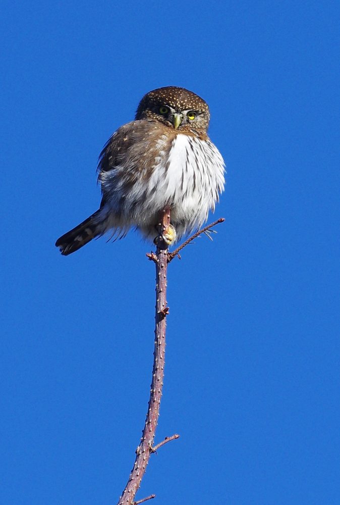Pygmyowl27815