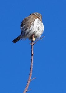 Pygmyowl37828