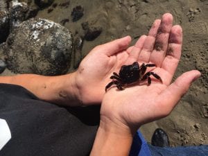 Cape Falcon Marine Reserve is brimming with marine life DanHaag