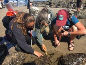 This past summer Friends of Cape Falcon Marine Reserve partnered with other local groups to host a BioBlitz on Neahkahnie Beach DanHaag