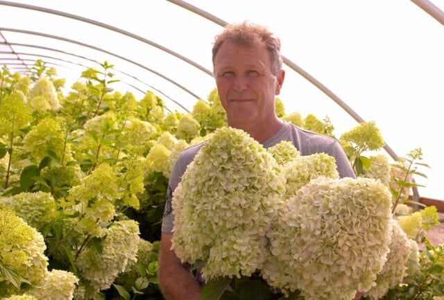 Hydrangea Ranch harvest