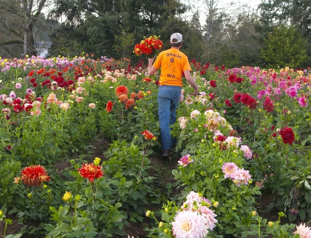 Old House Dahlias harvest