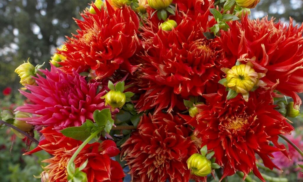 Old House Dahlias flowers