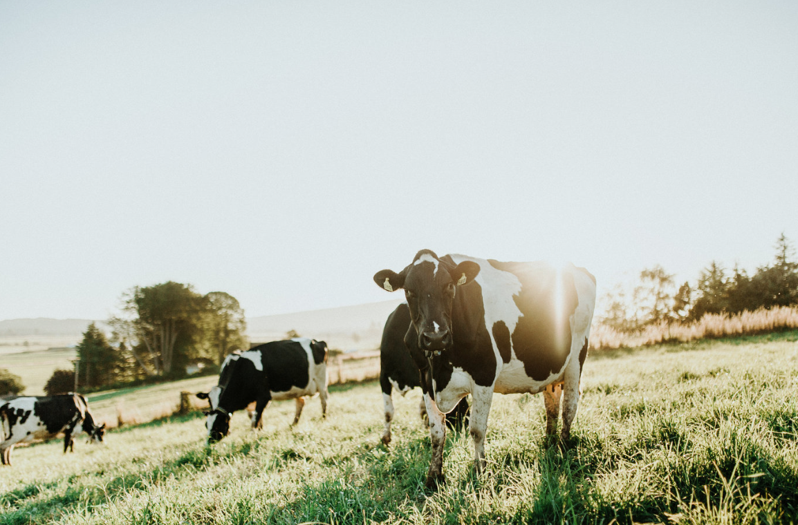 Get to know Tillamook