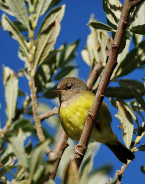 MacGillivrays Warbler