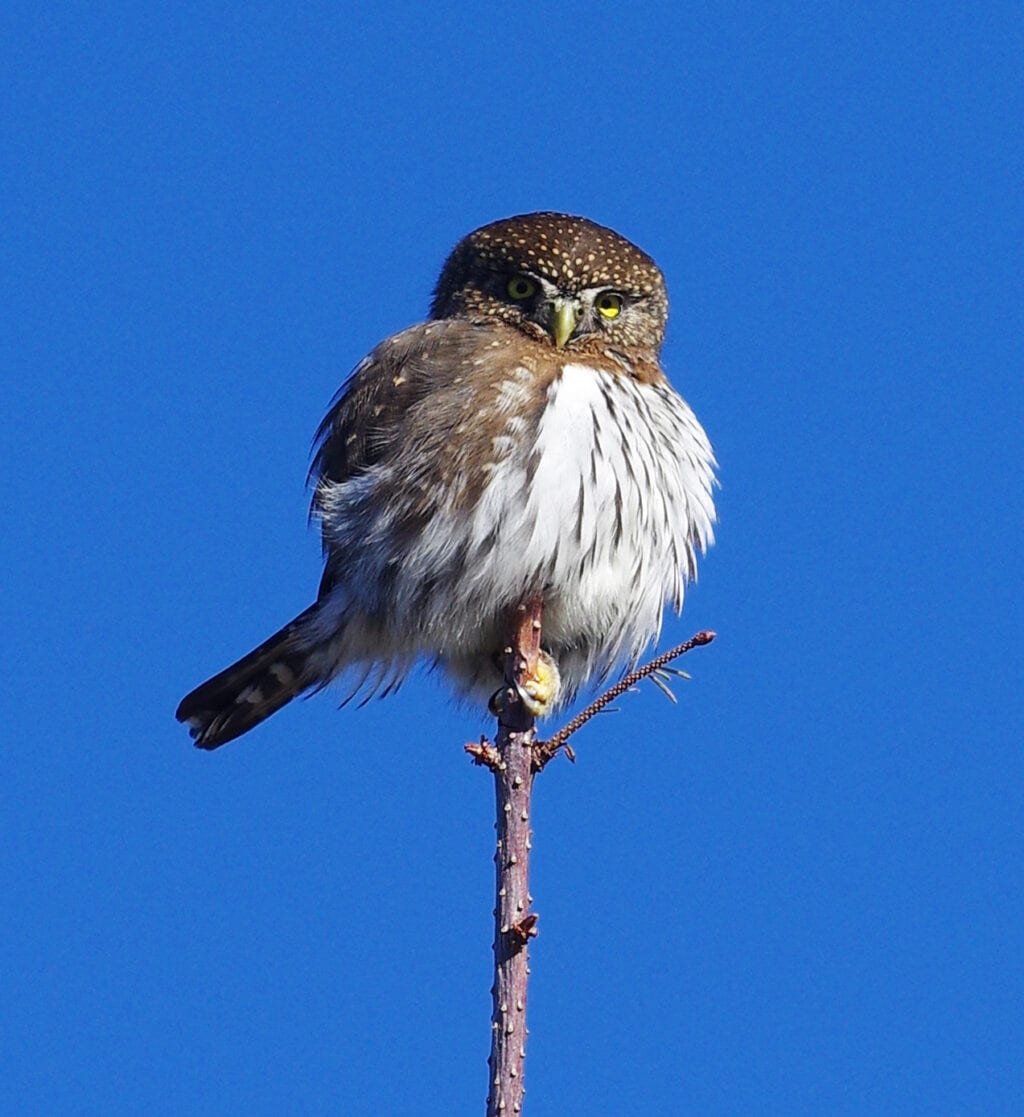 Northern Pygmy Owl