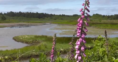 grants getaways sitka sedge foxglove 2021 05 04