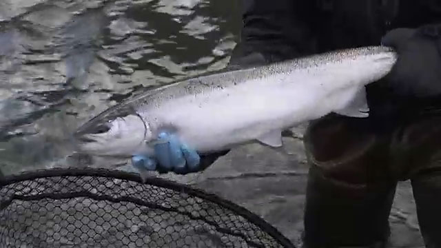 grants getaways spring steelhead