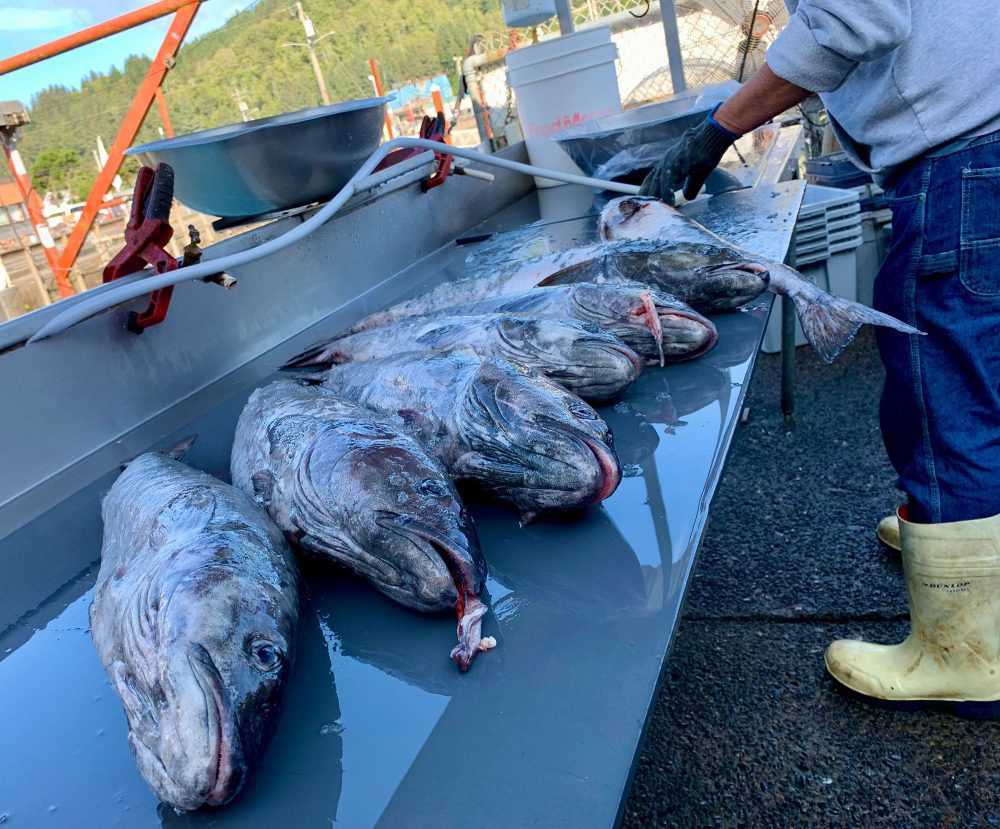fishmonger the spot garibaldi