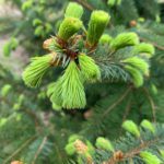 Sitka spruce tips